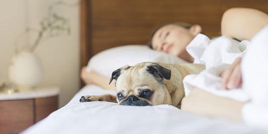 Mattress Protector Plastic is Your Miracle Waterproof Layer